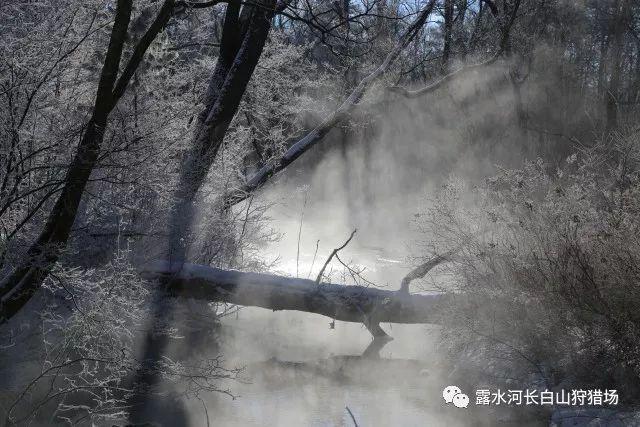 动物帮帮忙保卫家园